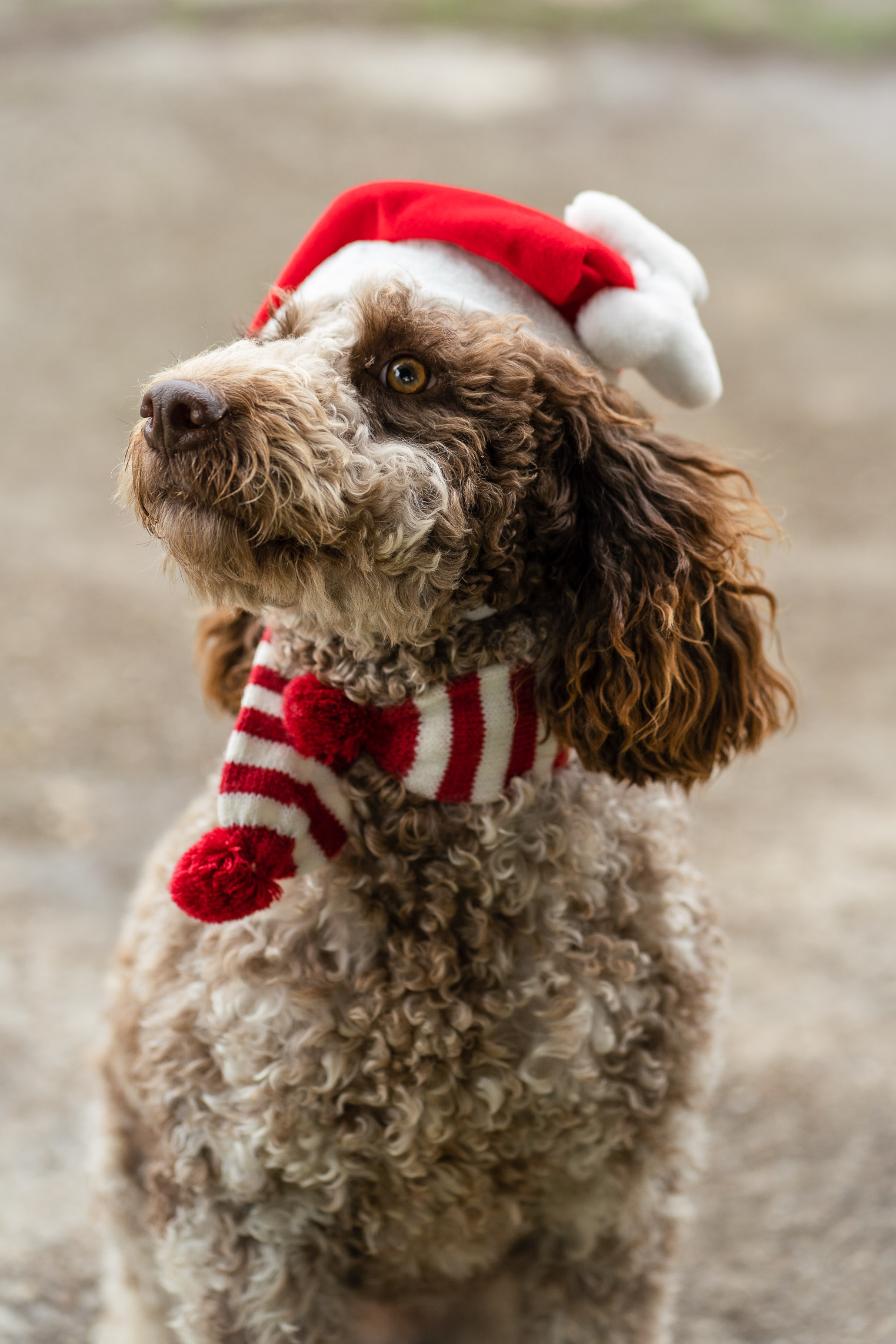 Need irresistible cuteness for your project? We find and provide the perfect pet models, complete with experienced handlers to ensure everything runs perfectly.